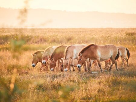 Burgenland: Weltreise ohne Langstrecke Przewalski-Pferde im Nationalpark Neusiedler See – Seewinkel. © Burgenland Tourismus / Peter Podpera