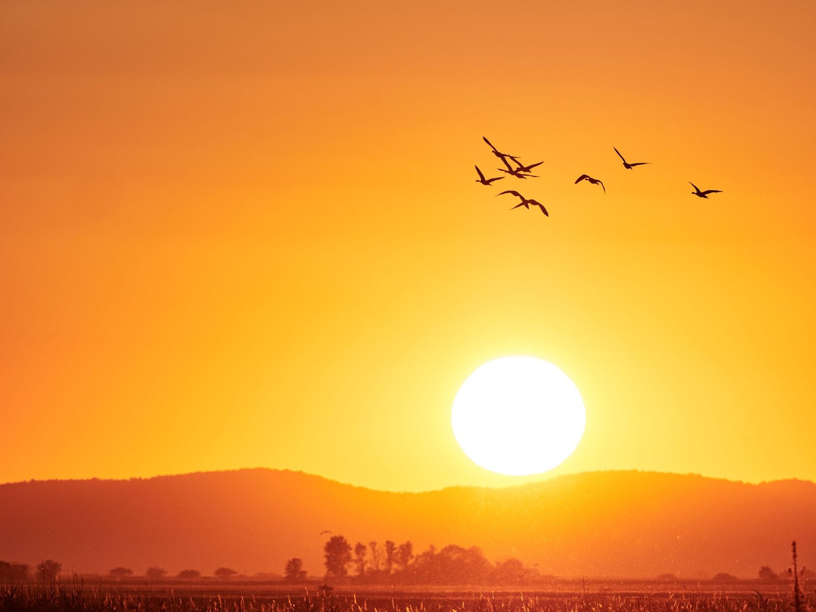 Vogelwelt im Nationalpark Neusiedler See – Seewinkel. © Burgenland Tourismus / Peter Podpera